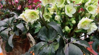 HELLEBORUS X GLANDORFII GOLD COLLECTION® ICE N'ROSES®PHOTO : ODILE MAILLARD