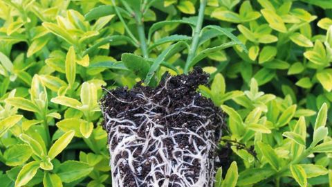 L'élaboration de la qualité des végétaux, à un coût raisonnable, démarre dès la multiplication pour se poursuivre jusqu'à la plante finie. Ici, une motte traditionnelle.PHOTO : VALÉRIE VIDRIL