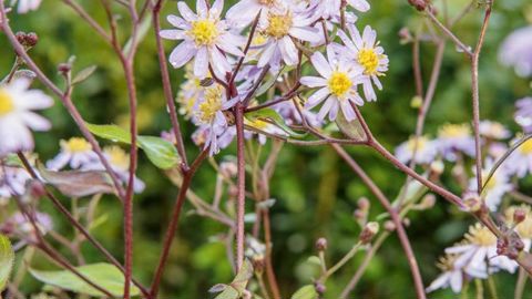 PHOTO : J.-P. DELAGARDE