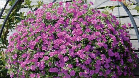 CALIBRACHOA MINIFAMOUS® 'PINKMANIA' DOUBLEFLEUROSELECT