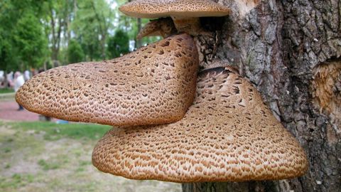 La surface est recouverte de squames sombres disposées de façon concentrique qui se détachent nettement sur le fond clair.PHOTO : PIERRE AVERSENQ