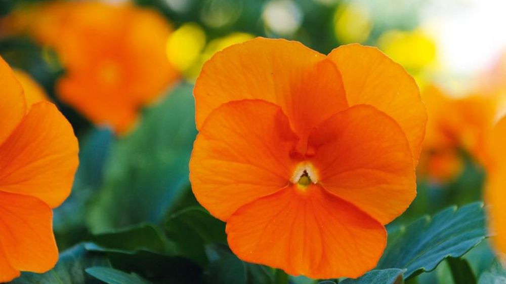 PHOTO : PANAMERICAN SEED PHOTO : PANAMERICAN SEED