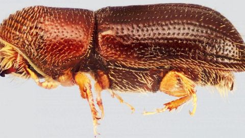 Scolyte vu de profil.PHOTO : STEVEN VALLEY, OREGON DEPARTMENT OF AGRICULTURE