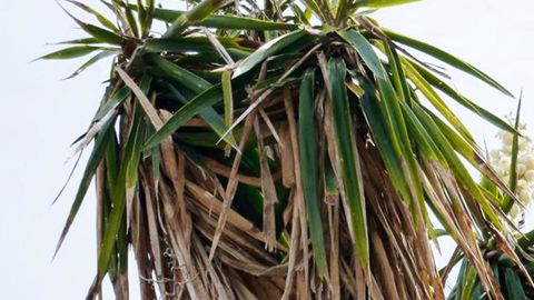 Dépérissement de yucca dû à Batrachedra enormis.PHOTO : ÉRIC CHAPIN, COSAVE