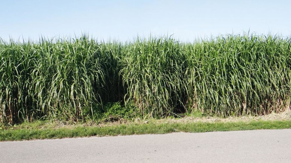 Au printemps, de nouvelles pousses repartent des rhizomes souterrains, et peuvent atteindre jusqu'à trois à quatre mètres en été. Au printemps, de nouvelles pousses repartent des rhizomes souterrains, et peuvent atteindre jusqu'à trois à quatre mètres en été.