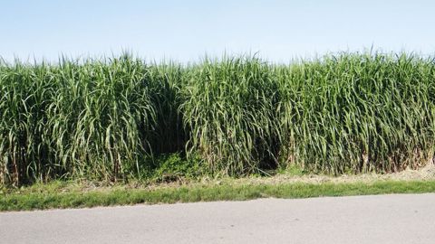 Au printemps, de nouvelles pousses repartent des rhizomes souterrains, et peuvent atteindre jusqu'à trois à quatre mètres en été.