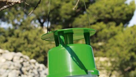 PHOTO : KOPPERT FRANCE