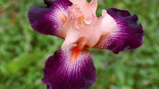 PHOTO : CAYEUX PHOTO : CAYEUX