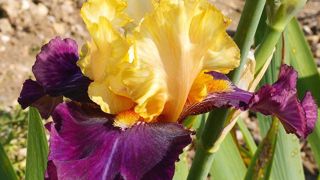 PHOTO : CAYEUX PHOTO : CAYEUX
