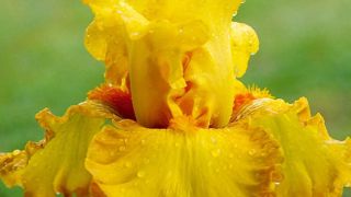 PHOTO : CAYEUX PHOTO : CAYEUX