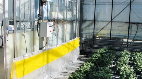 Le chrysanthème réagit différemment à la stimulation mécanique selon les variétés.PHOTO : VALÉRIE VIDRIL