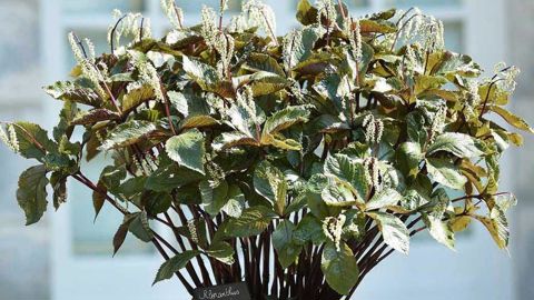 PHOTO : C. DESHEULLES