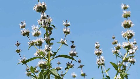 PHOTO : C. DESHEULLES