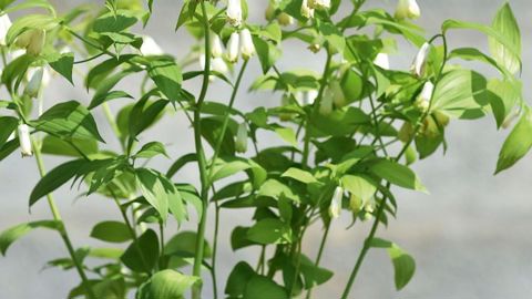 PHOTO : C. DESHEULLES