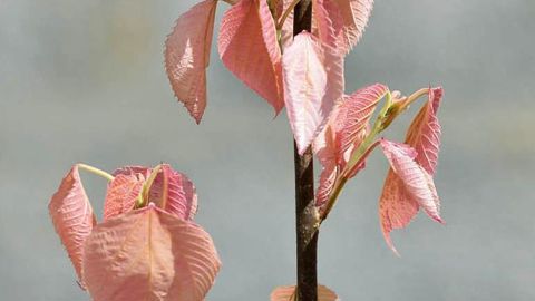 PHOTO : C. DESHEULLES