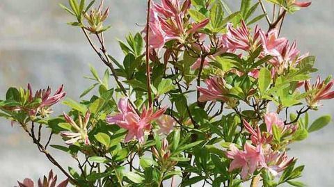 PHOTO : C. DESHEULLES