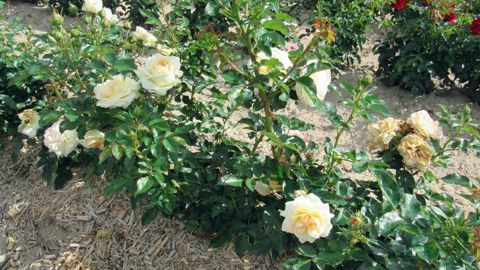 Essais de production pleine terre de rosiers issus de bouture avec paillage de miscanthus sur le rang.PHOTO : CDHRC