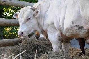 Bovin viande Fnb