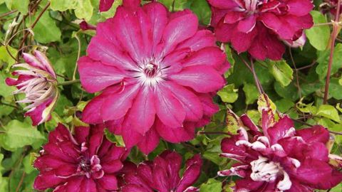 PHOTO : TRAVERS PÉPINIÈRES