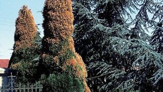 Le manque récurrent d'humidité de ces dernières années, excepté au premier semestre 2016 en zone septentrionale, a considérablement réduit la réserve en eau du sol. D'anciennes plantations de conifères, tels que des cyprès, n'ont pas résisté à cette situation en sols peu humifères.PHOTO : DRAAF-SRAL DES PAYS DE LA LOIRE