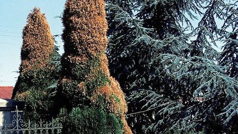 Le manque récurrent d'humidité de ces dernières années, excepté au premier semestre 2016 en zone septentrionale, a considérablement réduit la réserve en eau du sol. D'anciennes plantations de conifères, tels que des cyprès, n'ont pas résisté à cette situation en sols peu humifères.PHOTO : DRAAF-SRAL DES PAYS DE LA LOIRE