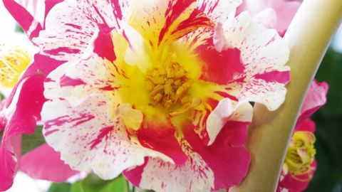 ROSA X VIHAÏPI 'TRAKINSPLASH'PHOTO : VALÉRIE VIDRIL