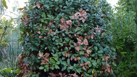 Dégâts de Xylosandrus compactus.PHOTOS :ÉRIC CHAPIN