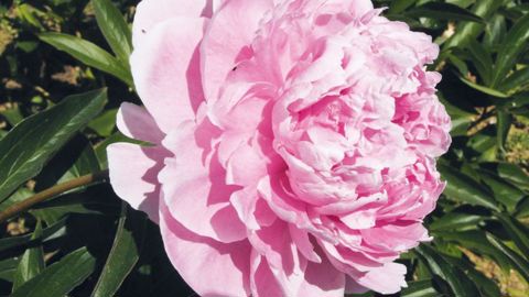        'Sarah Bernhardt', la plus demandée des variétés de pivoine dansle département du Var, présente une forte duplicature mais elle a d'importants besoins en froid.