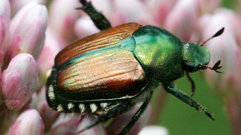         Scarabée japonais adulte.PHOTO :DAVID CAPPAERT,MICHIGAN STATE UNIVERSITY, BUGWOOD.ORG