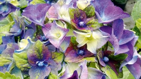 HYDRANGEA MACROPHYLLA 'JONG 010', VAR. LADY MATA HARIPHOTO : PLANTARIUM