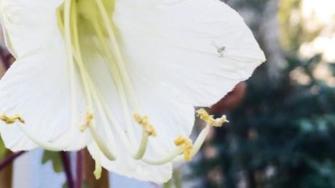 PHOTO :  PÉPINIÈRE DE LA ROCHE SAINT LOUIS