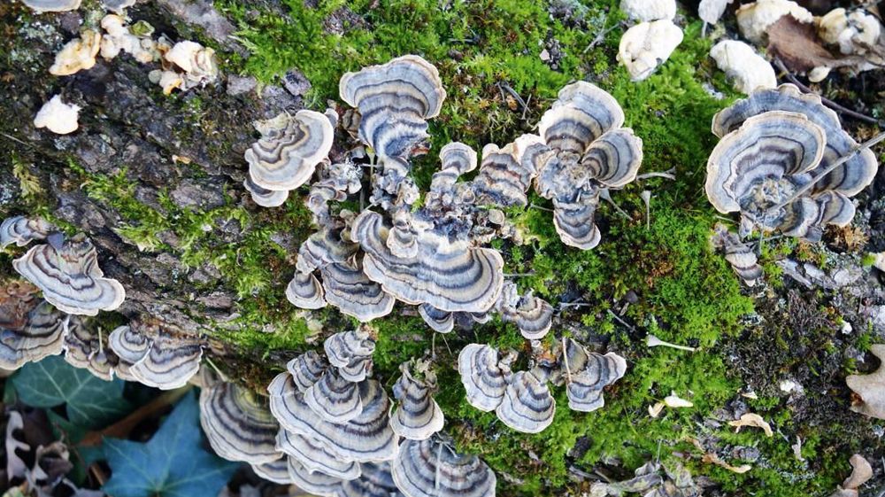 Trametes versicolor présente des zones concentriques plusou moins larges, de couleurset de teintes très diverses. Trametes versicolor présente des zones concentriques plusou moins larges, de couleurset de teintes très diverses.