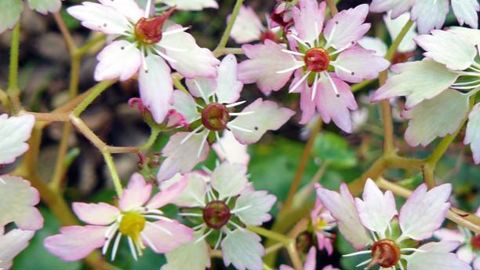 PHOTO : SOUS UN ARBRE PERCHE