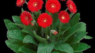 PHOTO : FLORIST PHOTO : FLORIST