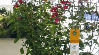 PHOTO : ODILE MAILLARD