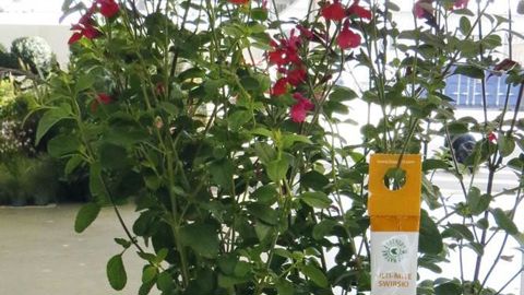 PHOTO : ODILE MAILLARD