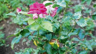 Décolorations foliaires de rosiersEn début d'été, dans une pépinière du sud de la France, des rosiers cultivés en pleine terre manquent de vigueur. Ils accusent des décolorations foliaires, allant de la chlorose modérée vert clair sur certaines pousses, à des marques jaunes beaucoup plus accentuées sur certaines folioles. Décolorations foliaires de rosiersEn début d'été, dans une pépinière du sud de la France, des rosiers cultivés en pleine terre manquent de vigueur. Ils accusent des décolorations foliaires, allant de la chlorose modérée vert clair sur certaines pousses, à des marques jaunes beaucoup plus accentuées sur certaines folioles.