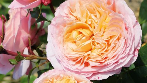 PHOTO : G.DELBARD PÉPINIÈRE