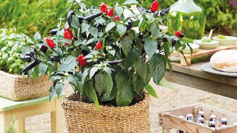 PHOTO : FLEUROSELECT