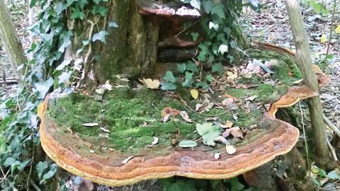       Volumineuses fructifications de Fuscoporia torulosa au pied d'un Robinia pseudoacacia.