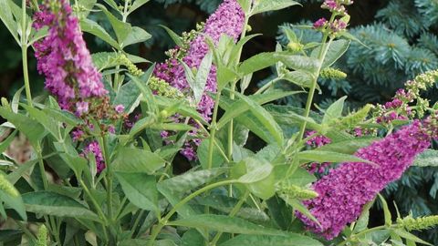 PHOTO : GREEN IS LIFE 