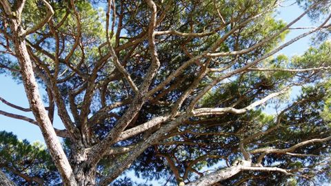 C'est la tordeuse des pousses terminales du pin, une chenille brune, qui est responsable de cette forme caractéristique des pousses de l'année. 