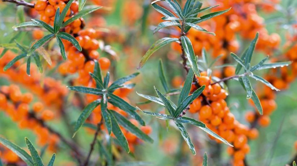 HIPPOPHAE RHAMNOIDES 'ROCKORANGE'PHOTO : PASCALINE NOACK