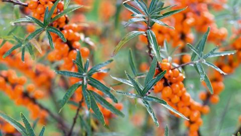HIPPOPHAE RHAMNOIDES 'ROCKORANGE'PHOTO : PASCALINE NOACK