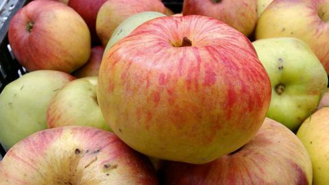        Pommes Belle Joséphine de Brie (à gauche) et poires Chat rôti (ci-dessous), deux exemples de variétés locales de la Brie et du Gâtinais. PHOTO : P. PAPELARD