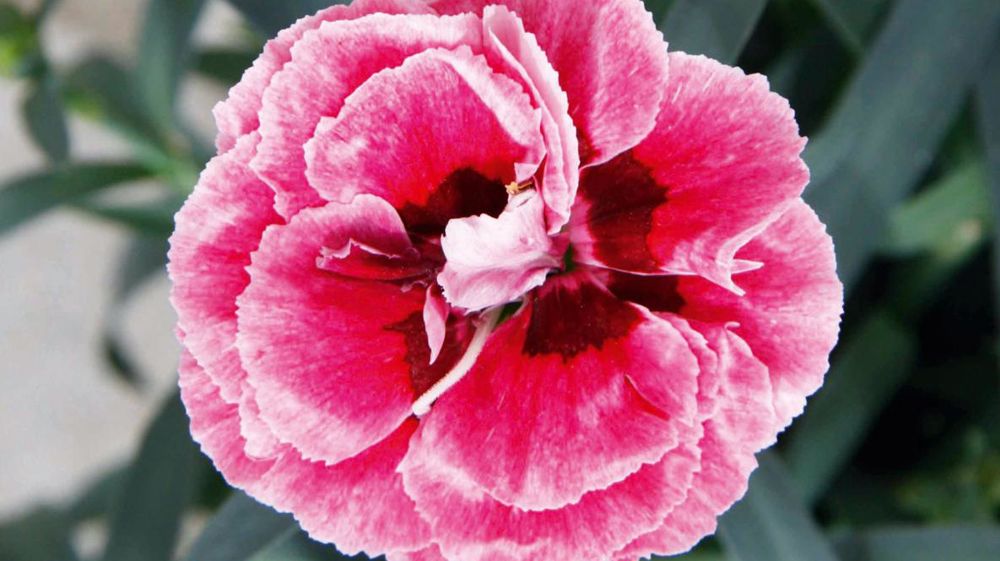 PHOTO : SELECTA ONE PHOTO : SELECTA ONE