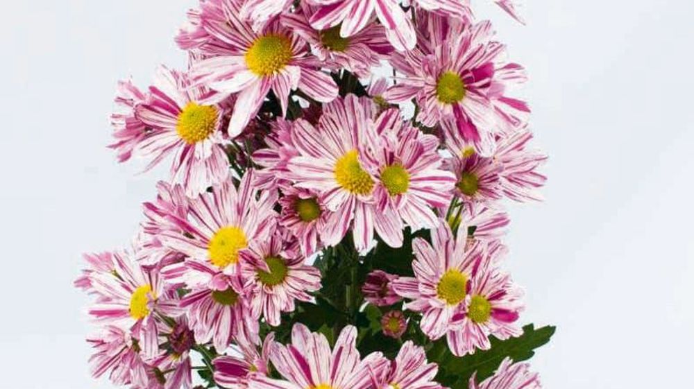 PHOTO : BRANDKAMP PHOTO : BRANDKAMP