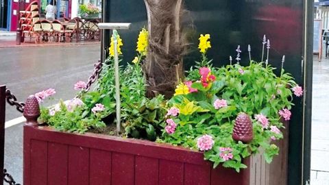 Arbustes plantés en bacs, à Paris. PHOTO URBANSENSE