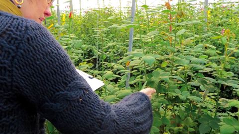 Les méthodes alternatives n'ont souvent qu'une efficacité partielle. Elles doivent compléter ou être associées à une lutte raisonnée. Elles exigent toutes une parfaite connaissance de « l'écosystème production » et notamment une observation régulière de la culture. PHOTO : VALÉRIE VIDRIL