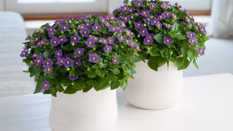  PHOTO : PANAMERICAN SEED